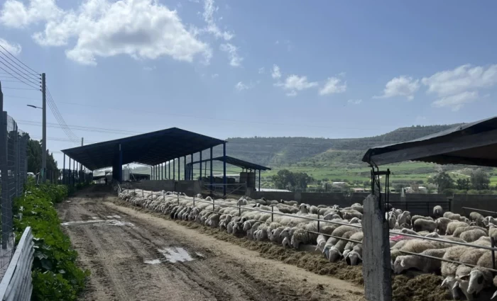 Αφθώδης πυρετός: Πρόστιμα χιλιάδων ευρώ για παραβίαση των μέτρων